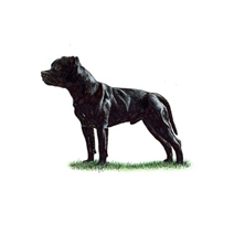 blue staffordshire bull terrier kennel club puppies for sale