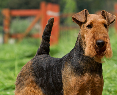 Are Welsh Terriers Good With Children   Welsh Terrier Headshot 