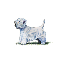 westie puppies for sale kennel club