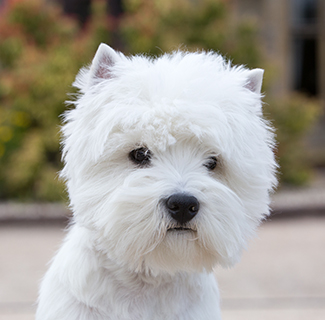 pedigree westie puppies for sale