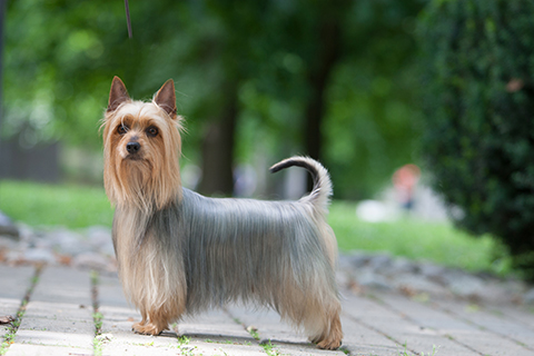 toy silky terrier