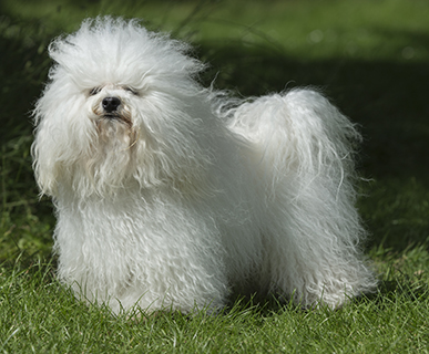 bichon bolognese kennel