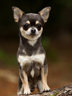 blue smooth coat chihuahua