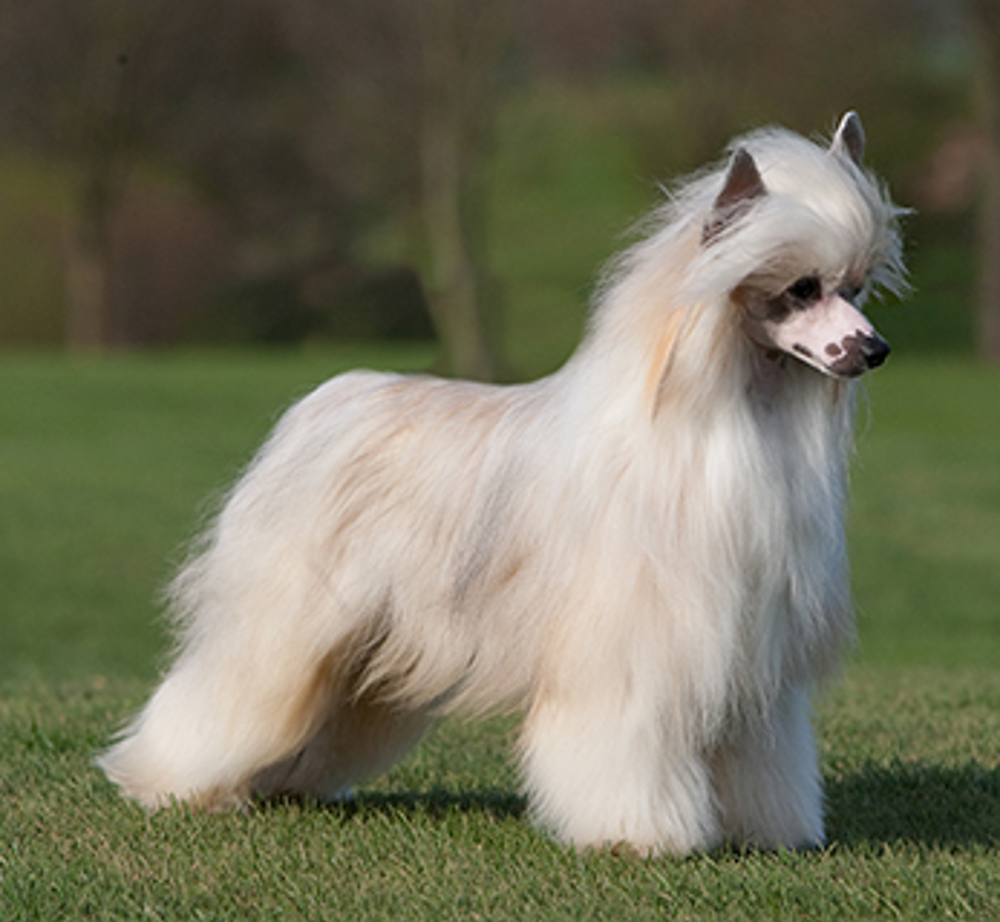 are there any chinese dog breeds