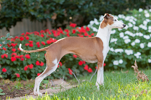 greyhound dog pedigree