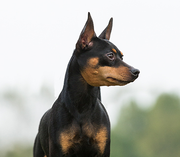 min pin puppies for sale