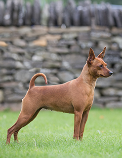 mini pinscher kennel