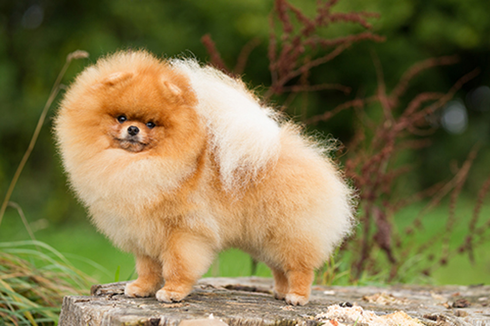 what is the best food to give a pomeranian puppy