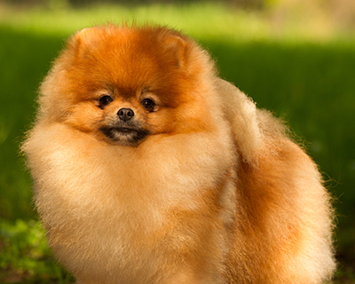 large pomeranian for sale