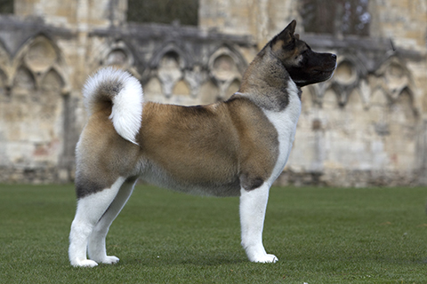 akita pedigree puppies for sale