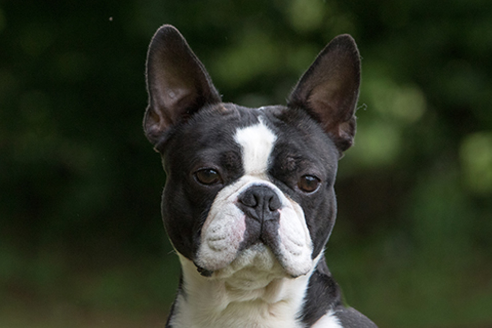 Boston Terrier | Breeds A to Z | The Kennel Club