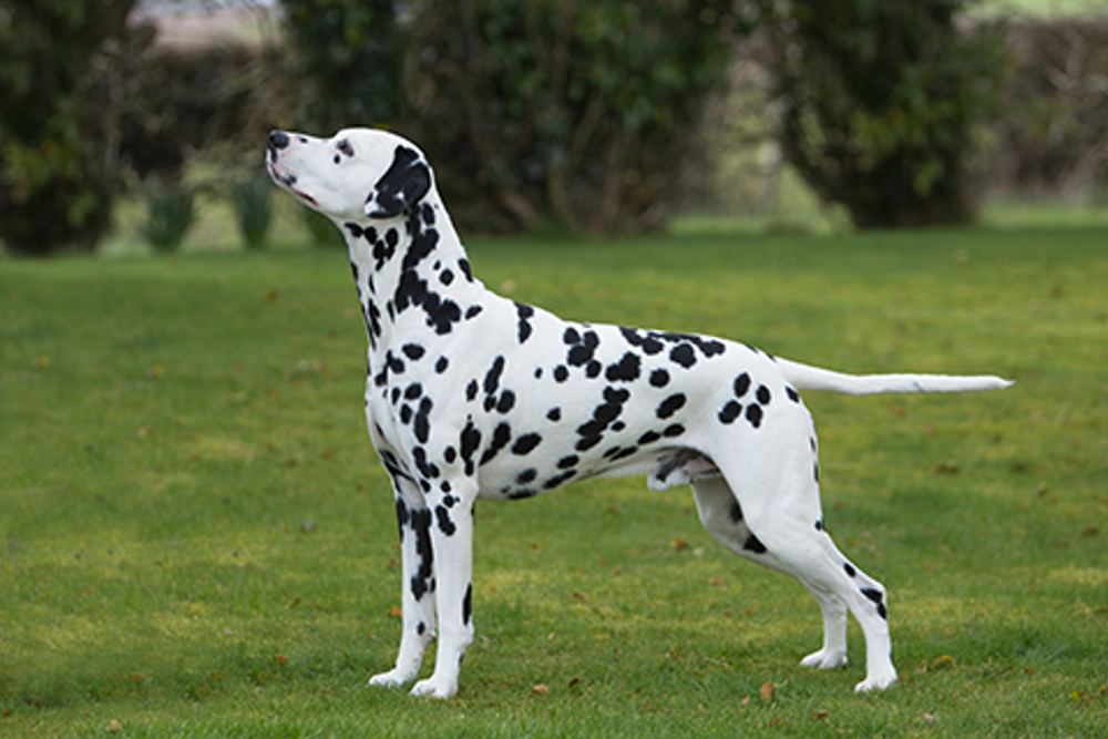 Dalmatian Breeds A to Z The Kennel Club