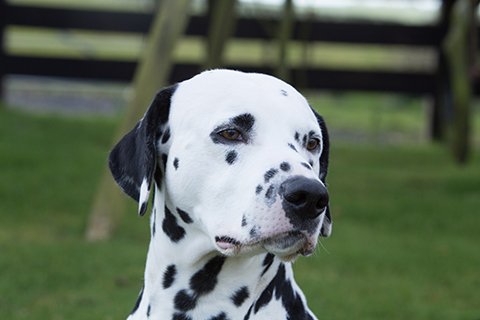 pedigree dalmatian puppies for sale