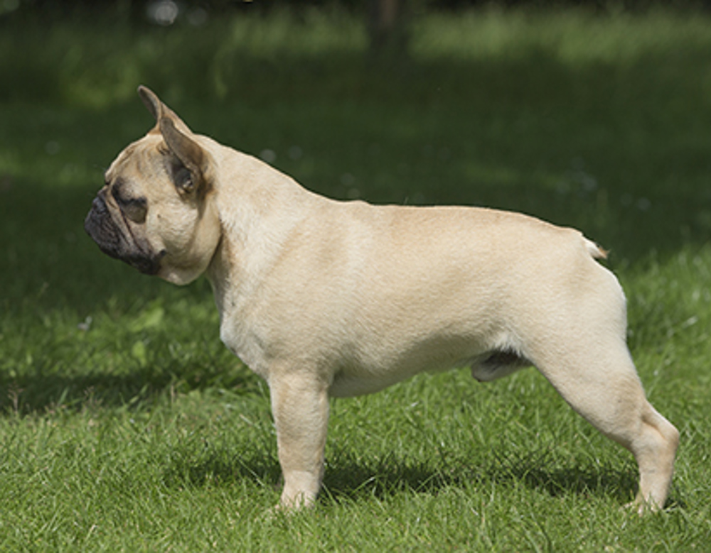 French Bulldog | Breeds A to Z | The Kennel Club