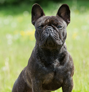 large french bulldogs