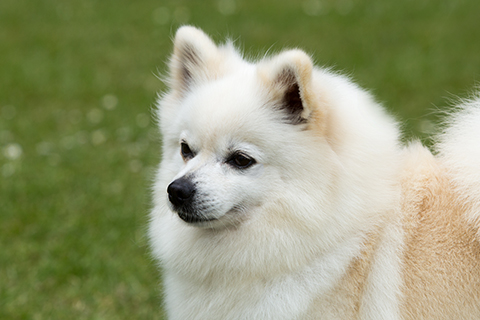 miniature spitz for sale