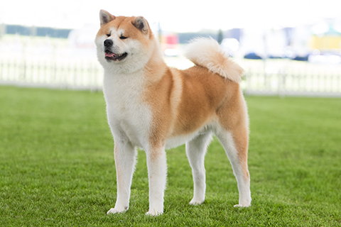 japanese akita dog breed