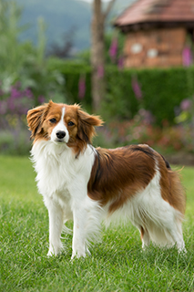 The Kooikerhondje: A Charming Companion for Active Lives