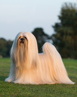 pedigree for lhasa apso