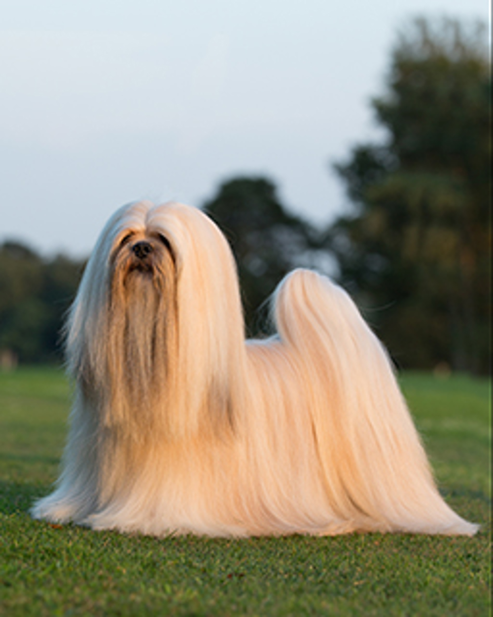 Lhasa Apso | Breeds A to Z | The Kennel Club