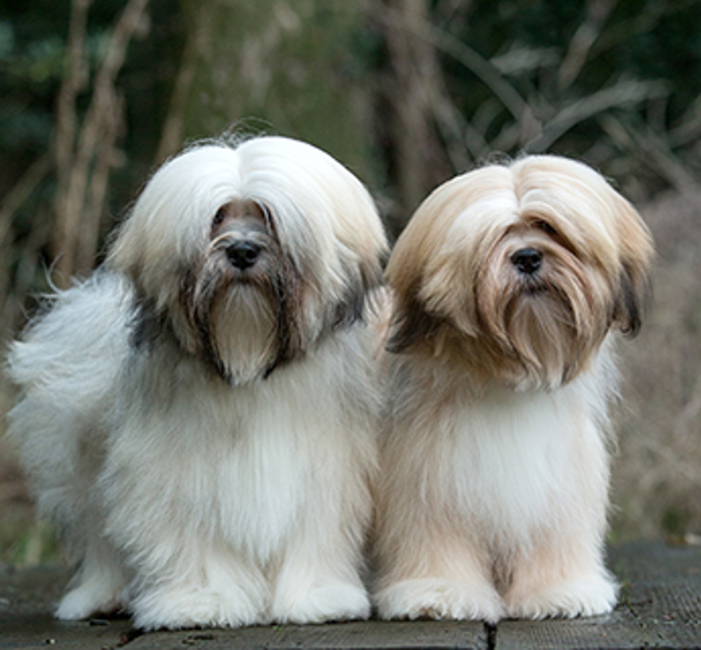 Lhasa Apso | Breeds A to Z | The Kennel Club