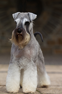 schnauzer puppy breeders