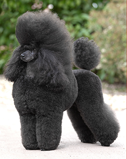 miniature poodle breed standard