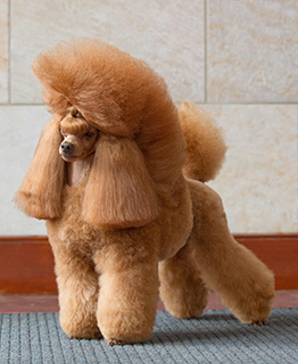 Poodle Toy Standing ?mode=pad&width=1000&rnd=132143869180000000