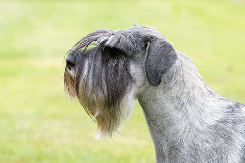 schnauzer kennel club