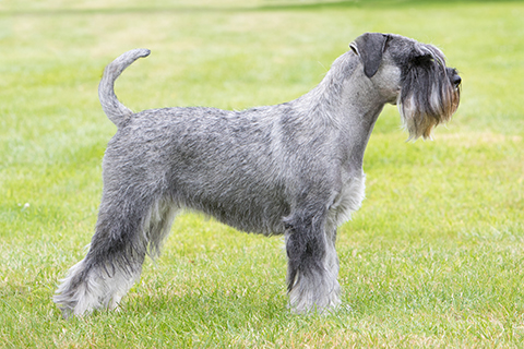 schnauzer kennel club