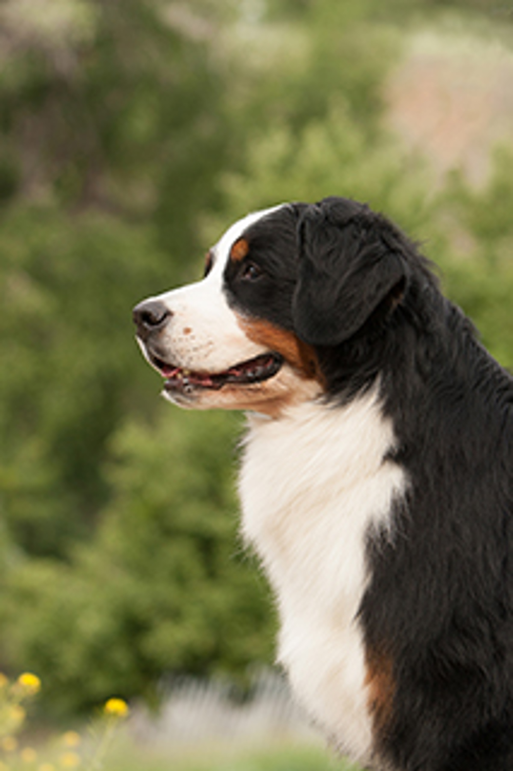 Bernese Mountain Dog | Breeds A to Z | The Kennel Club