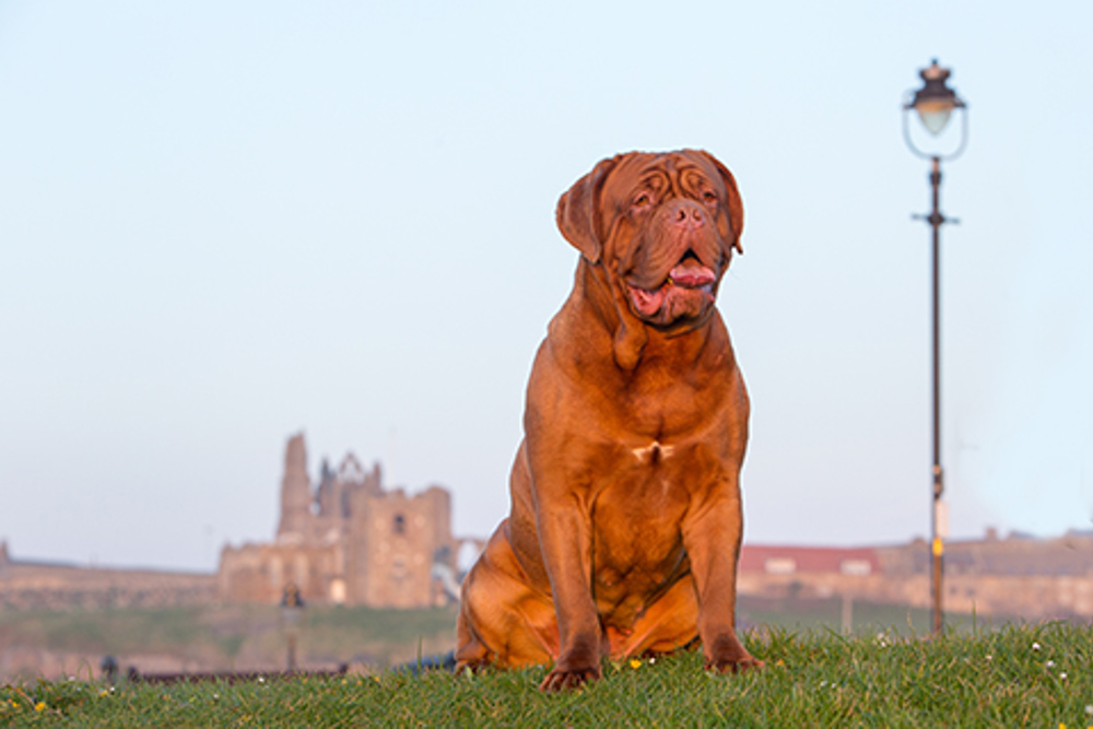 Grote waanidee vastleggen aan de andere kant, Dogue de Bordeaux | Breeds A to Z | The Kennel Club