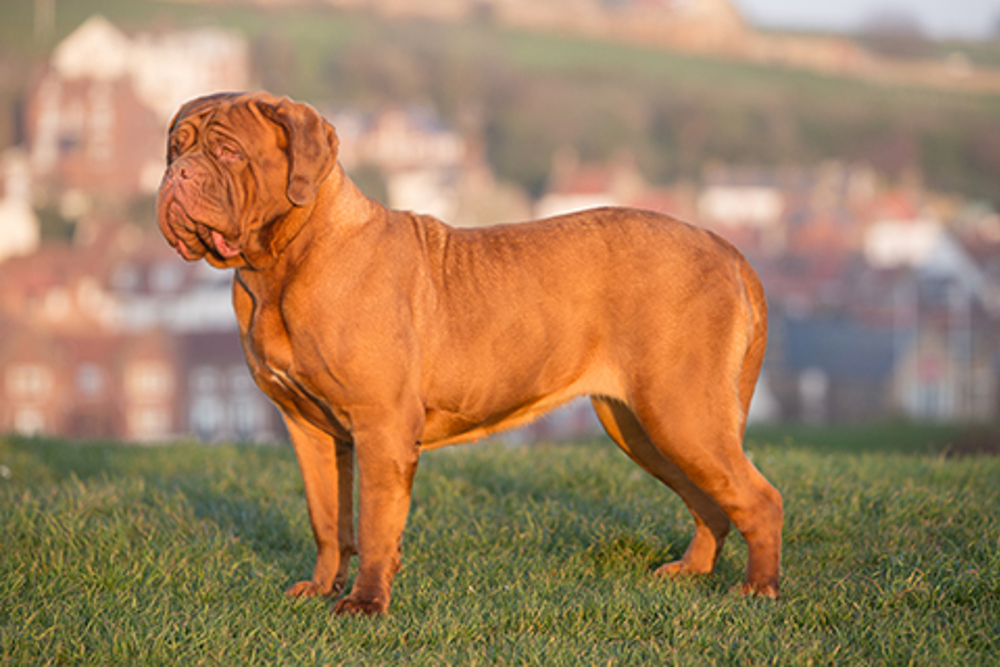 Grote waanidee vastleggen aan de andere kant, Dogue de Bordeaux | Breeds A to Z | The Kennel Club