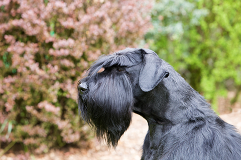 schnauzer kennel club