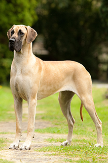 great dane breeds