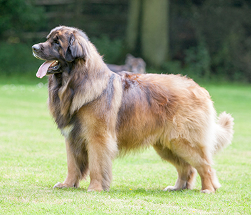 Leonberger | Breeds A to Z | The Kennel Club