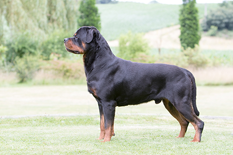 pedigree for rottweiler puppy