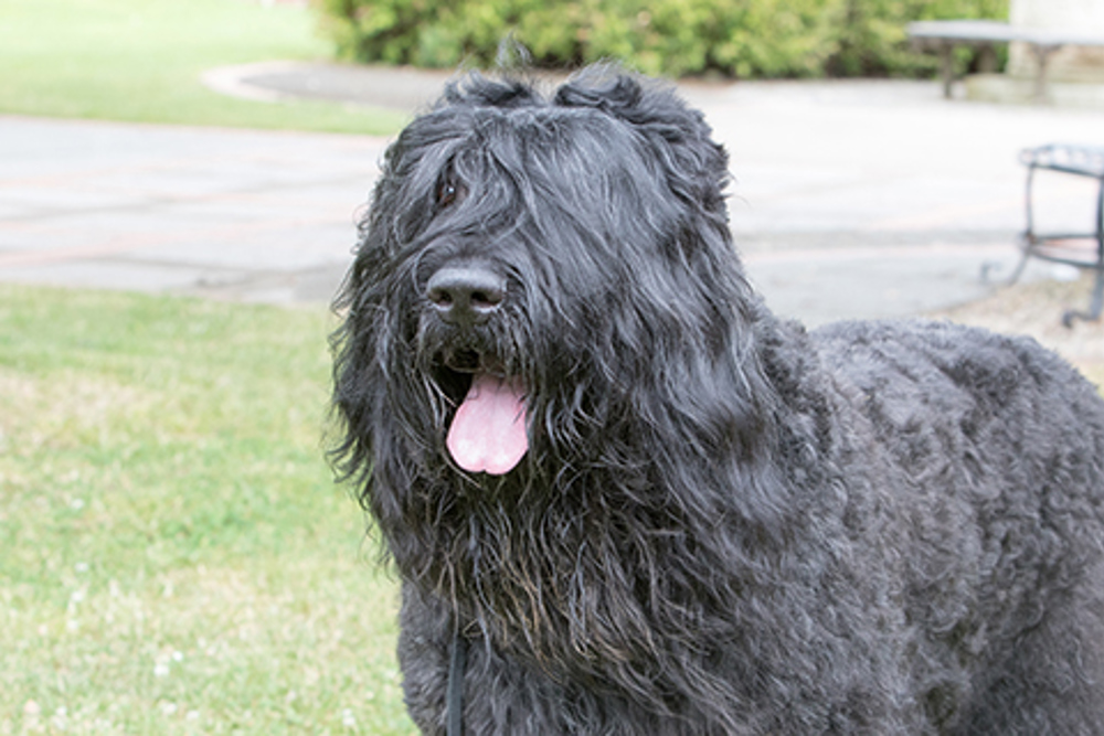 Russian Black Terrier | Breeds A to Z | The Kennel Club