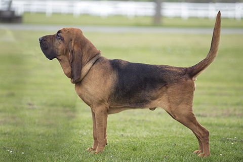 Bloodhound Breeds A To Z The Kennel Club   Bloodhound Standing 