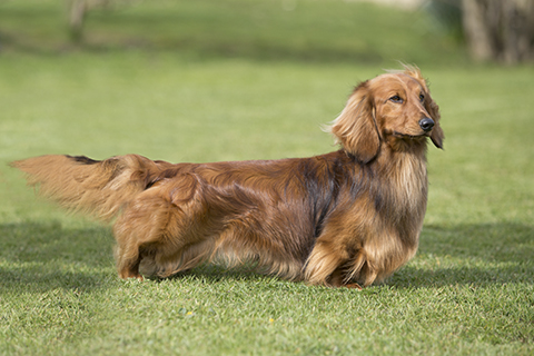 Dachshund (Long Haired) | Breeds A to Z 