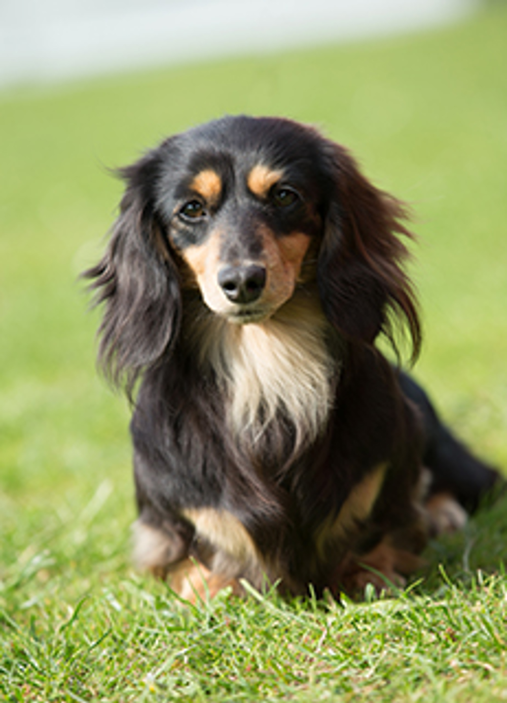 are long haired dachshunds good dogs