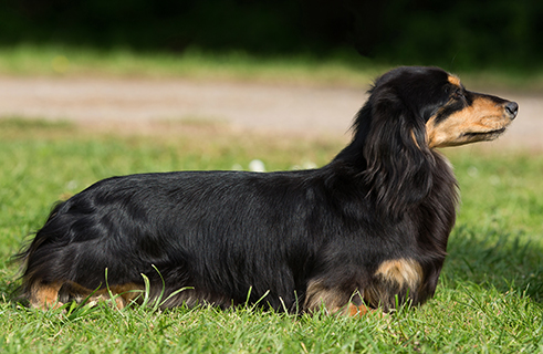 Dachshund (Min. Long Haired) | Breeds A 