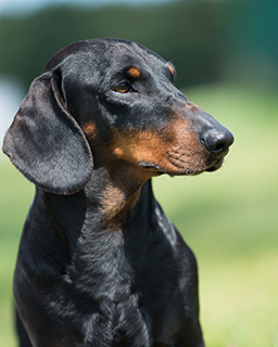 smooth coat dachshund