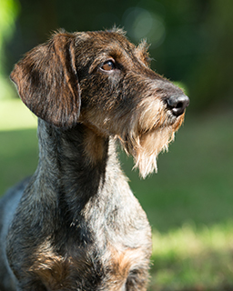 Dachshund Wire Haired Breeds A To Z The Kennel Club   Dachshund Wire Haired Headshot 