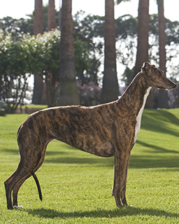 greyhound dog pedigree