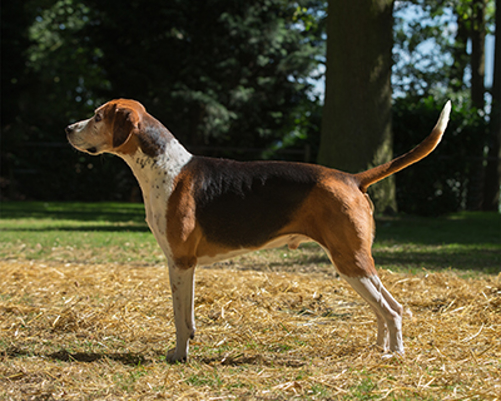 Foxhound Breeds A To Z The Kennel Club