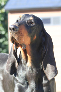 Coonhound Black And Tan Puppies   Black And Tan Coonhound Headshot 