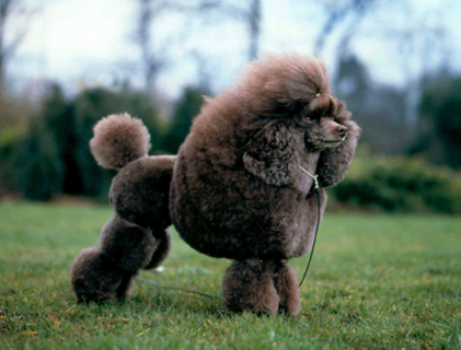 toy poodle breed standard