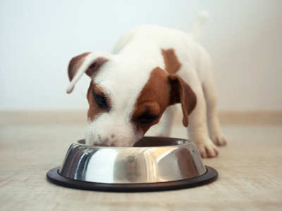 what is best to feed a puppy