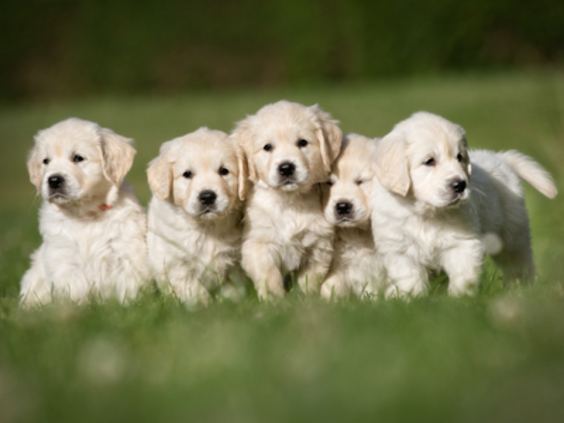 Introduction To Dog Breeding Dog Breeding Kennel Club